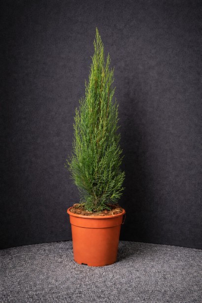 Cupressus sempervirens Тотем купити